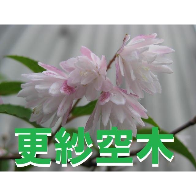 サラサウツギの1苗 サラサウツギ 1ポット 更紗空木 八重咲き 空木 ピンクのお花 苗 : Get