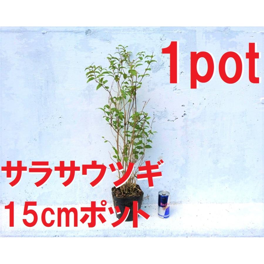 サラサウツギ 1ポット 更紗空木 八重咲き 空木 ピンクのお花 苗 : Get