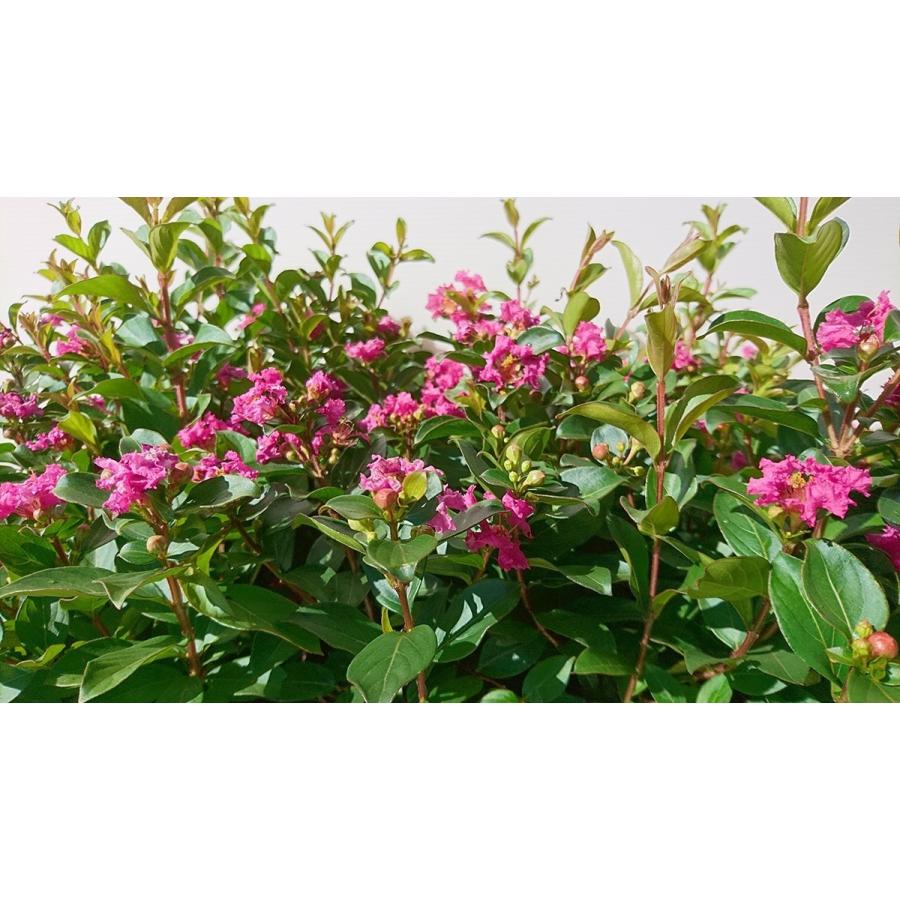 ワイセイ サルスベリ ポコモック 30ポットセット 成長が遅く毎年花が咲く 矮性百日紅 一才サルスベリ 苗木 Sarusuberi30 Get Plants 通販 Yahoo ショッピング