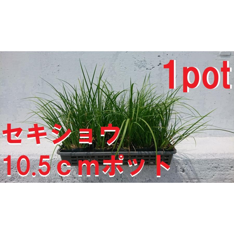 セキショウ 1本 ショウブ科 石菖 常緑多年草 ガーデニング 寄せ植えに ビオトープ 水生植物 メダカのいる水鉢に 苗 Sekisyou Get Plants 通販 Yahoo ショッピング