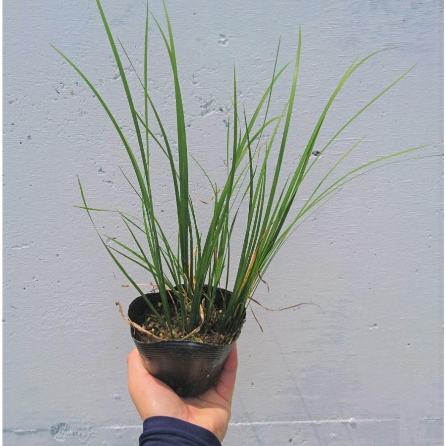 セキショウ 1本 ショウブ科 石菖 常緑多年草 ガーデニング 寄せ植えに ビオトープ 水生植物 メダカのいる水鉢に 苗 Sekisyou Get Plants 通販 Yahoo ショッピング