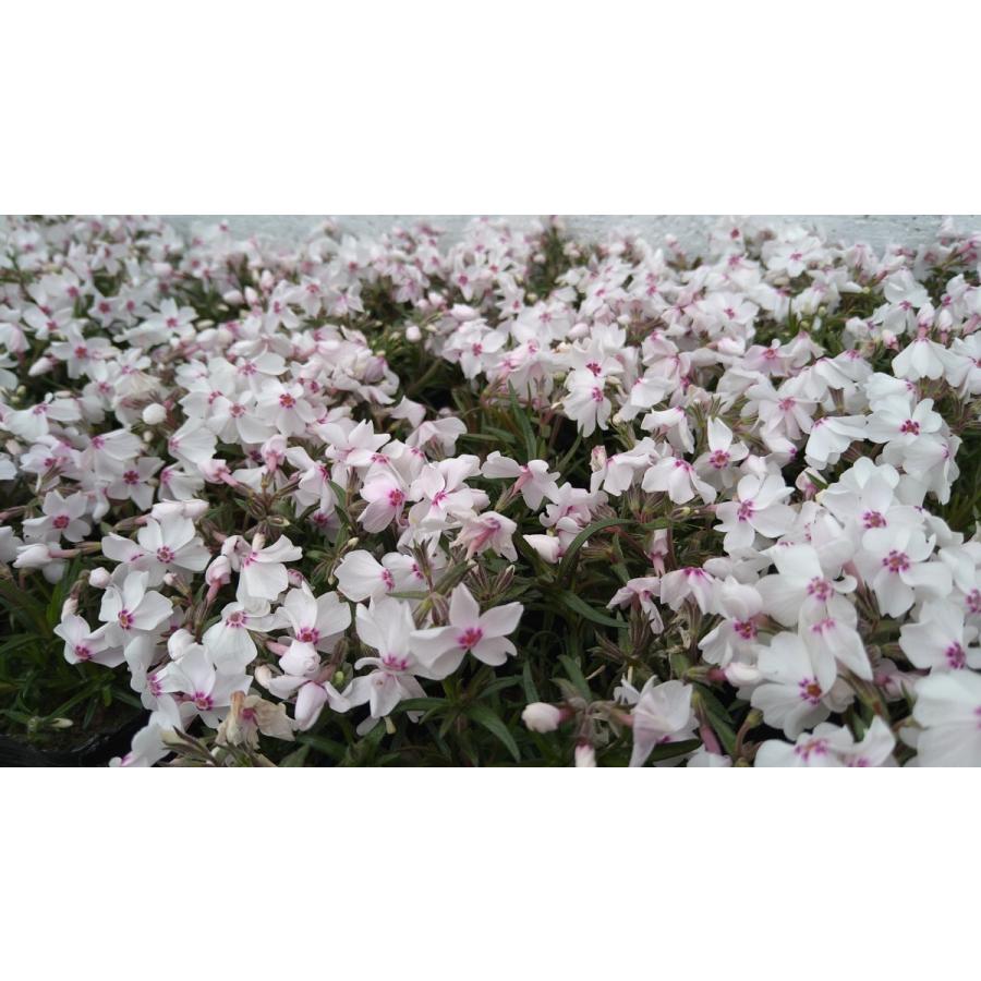 122. アメージンググレイス 300円【抜き苗】同梱価格 シバザクラ 芝桜 アメージンググレイス 40ポットセット モスフロックス