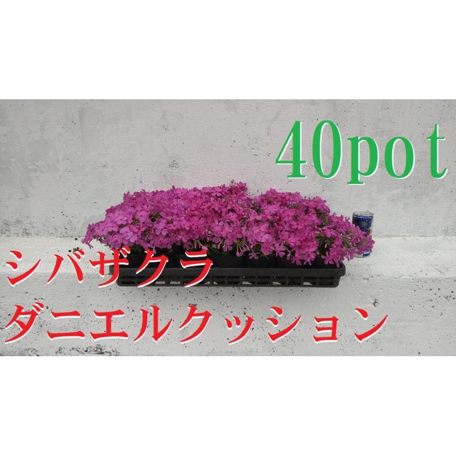 シバザクラ 芝桜 ダニエルクッション 40ポットセット モスフロックス