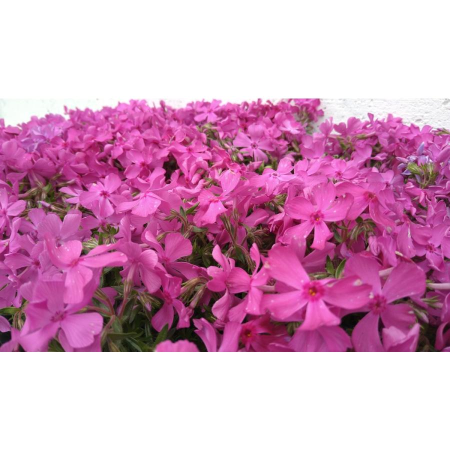 シバザクラ 芝桜 ダニエルクッション 40ポットセット モスフロックス