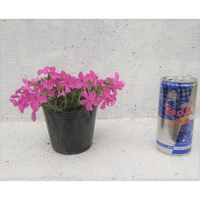 シバザクラ 芝桜 ダニエルクッション 40ポットセット モスフロックス
