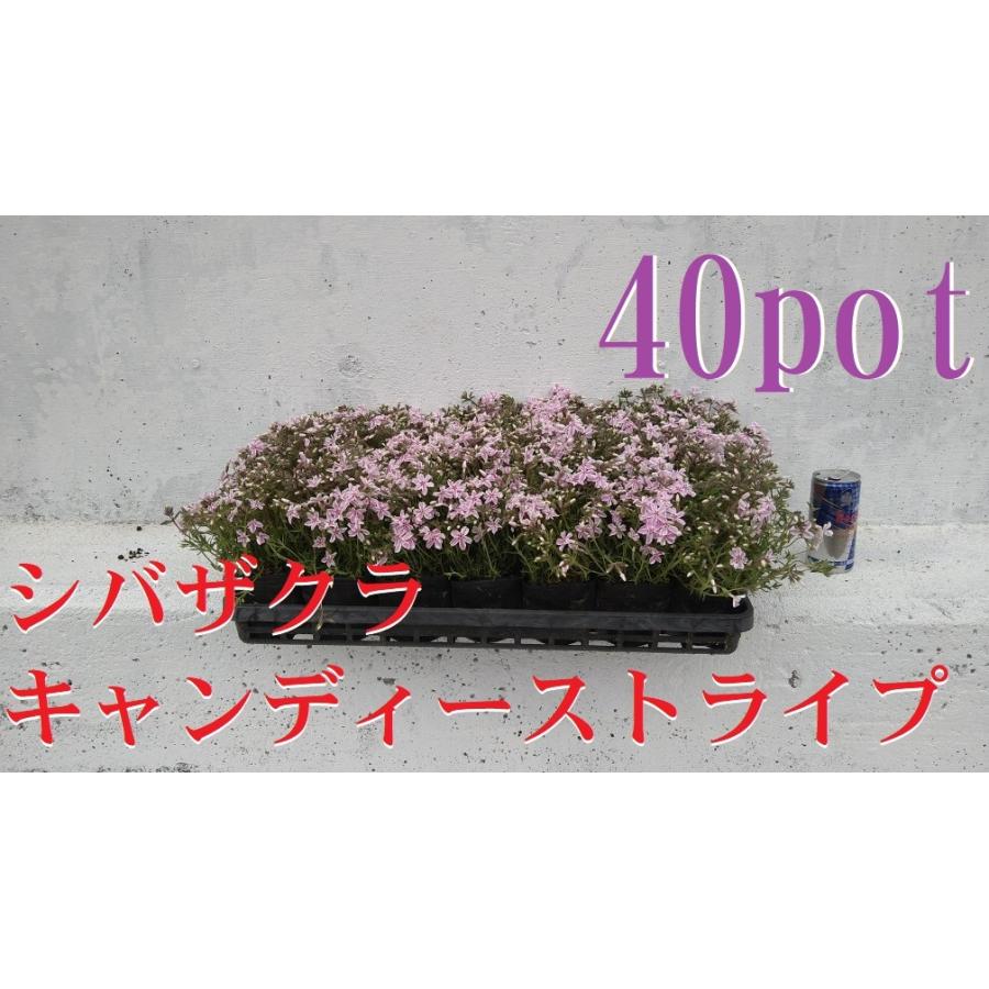シバザクラ 芝桜 キャンディーストライプ 40ポットセット モス