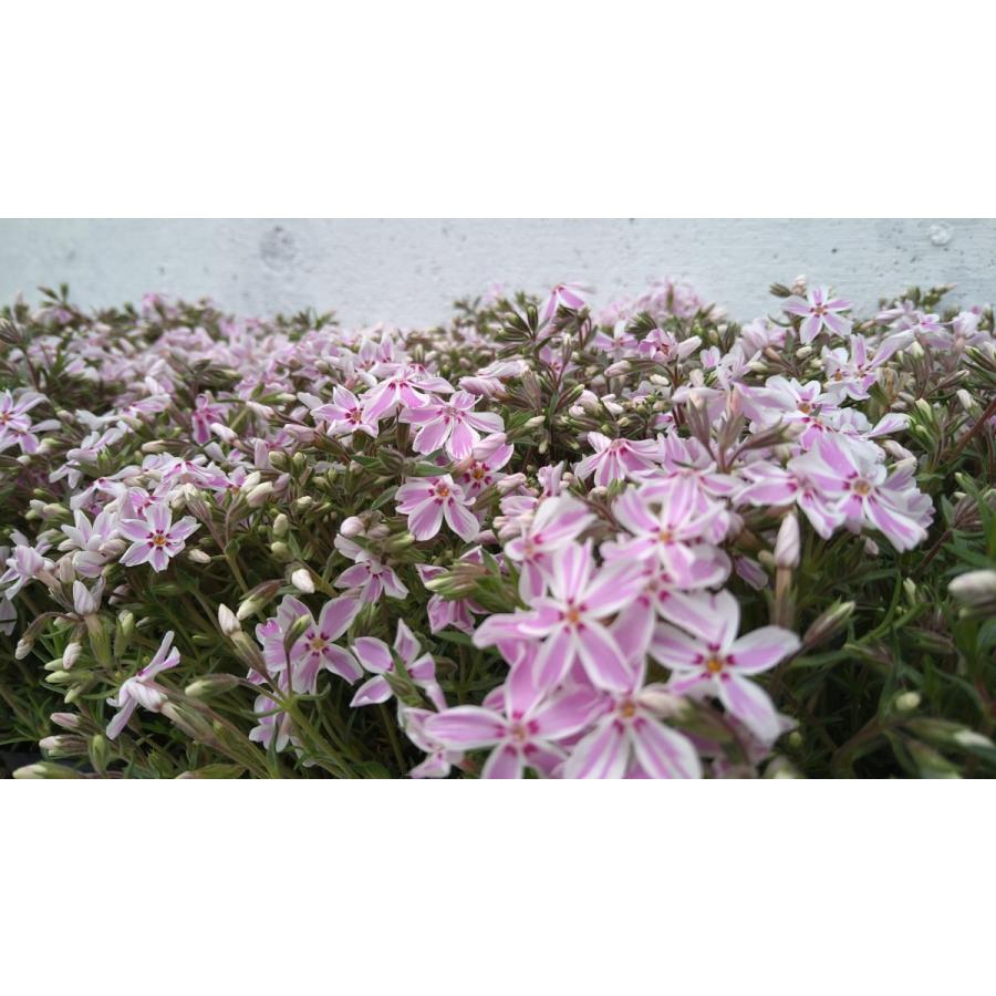 M*社様 22ジャボチカバ耐寒性　四季咲きサバラ シバザクラ 芝桜 キャンディーストライプ 40ポットセット モス
