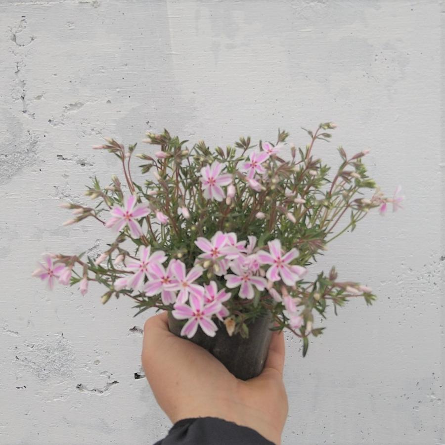 シバザクラ 芝桜 キャンディーストライプ 40ポットセット モス