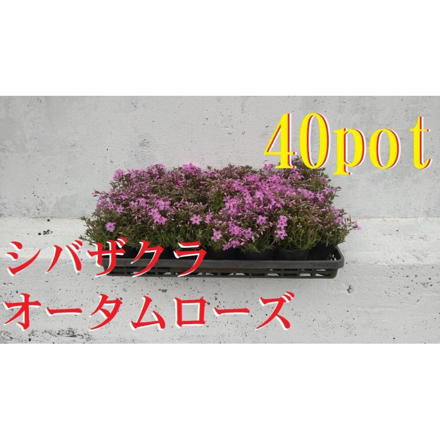 日本製　い草製　花柄座布団 約55x55cm 2種15枚セット 市松模様い草花ござ 江戸間8畳｜ファミリー・ライフ公式通販