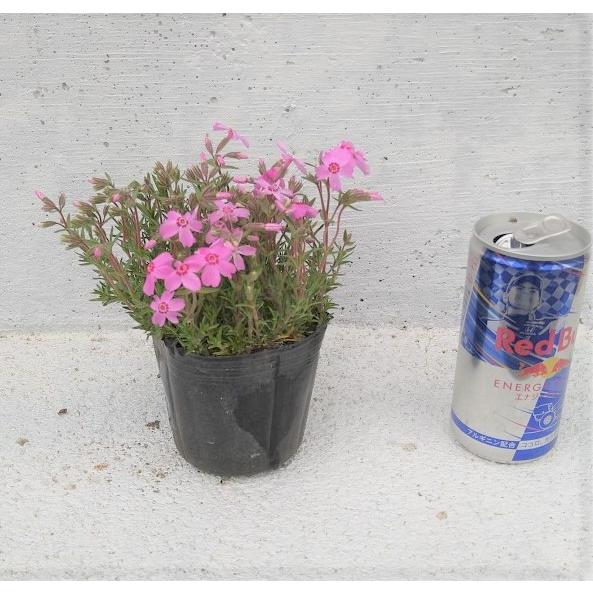 シバザクラ 芝桜 オータムローズ 40ポットセット モスフロックス