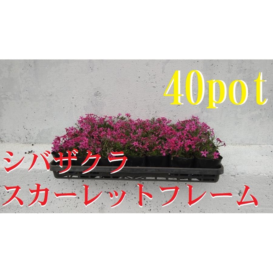シバザクラ 芝桜 スカーレットフレーム 40ポットセット モスフロックス 9ｃｍpot 花の絨毯 値下げ 苗 宿根草 3号鉢