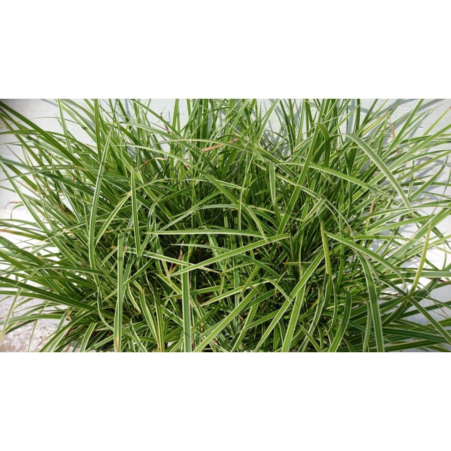 シマカンスゲ 1本 カレックス 常緑多年草 オーナメンタルグラス ススキのような葉っぱ 乾燥に強い オーナメントプランツ ガーデニング 寄せ植えに 苗 Simakansuge1 Get Plants 通販 Yahoo ショッピング