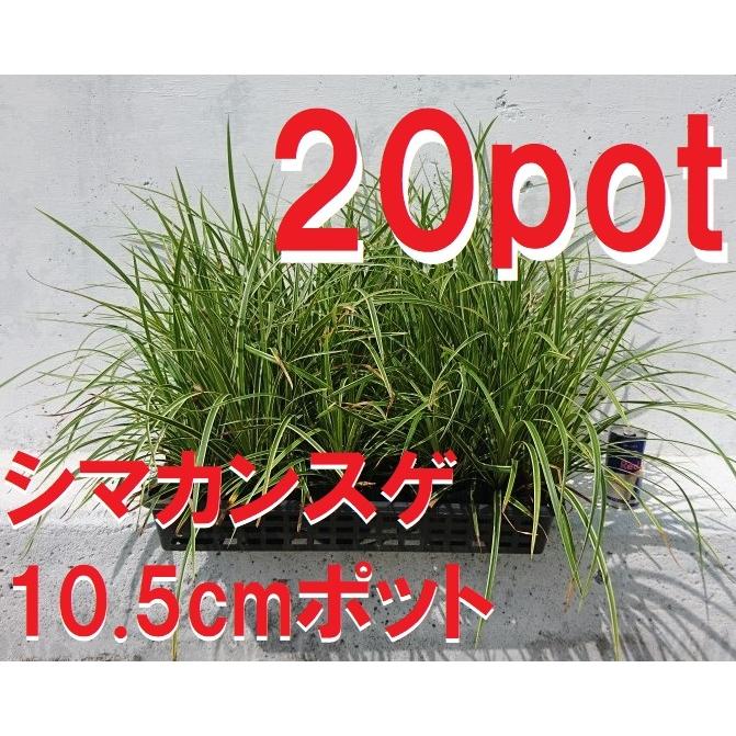 シマカンスゲ 本セット カレックス 常緑多年草 オーナメンタルグラス 乾燥に強い オーナメントプランツ ガーデニング 寄せ植えに 苗 Simakansuge Get Plants 通販 Yahoo ショッピング