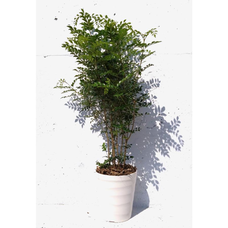 シマトネリコ 1本 観葉植物 シンボルツリー 光沢のある 艶々