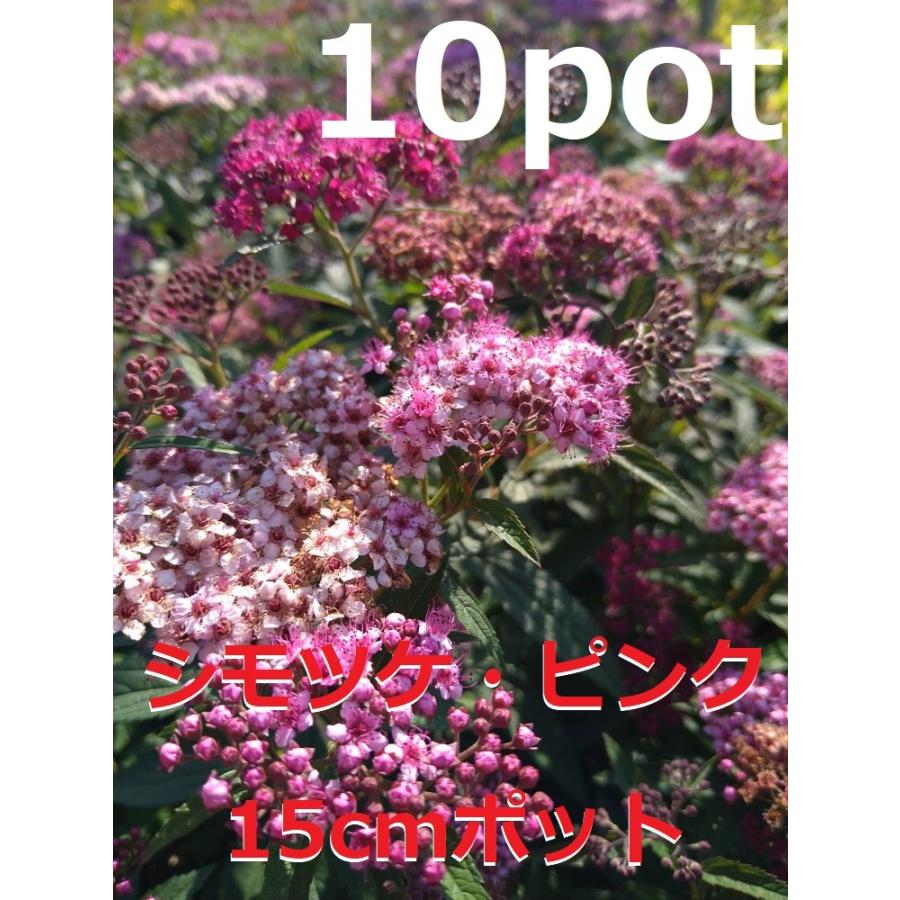 シロヤシオツツジ/特大株【現品発送】管理70495 シロヤシオツツジ 大株