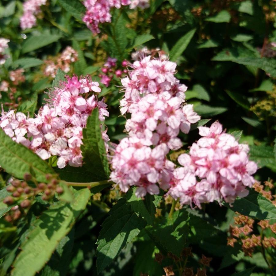 シモツケ　ピンク　花　1ポット　下野　ピンクのお花　桃花下野　苗｜keiaien｜03