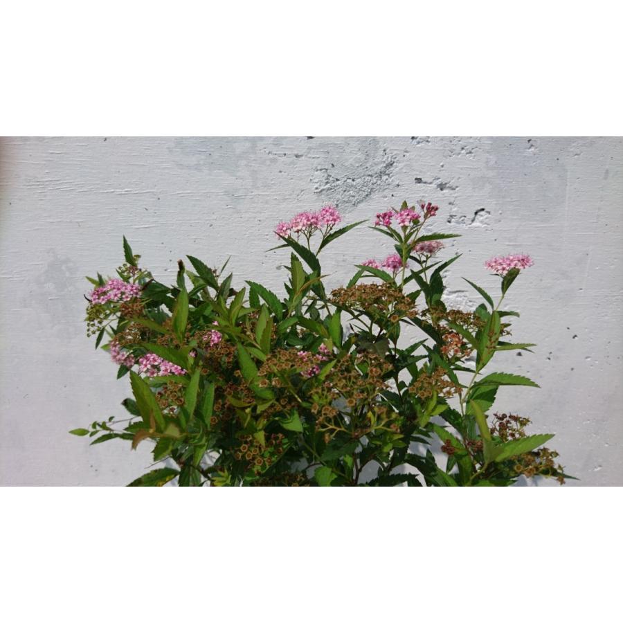 シモツケ ピンク 花 1ポット 下野 ピンクのお花 桃花下野 苗 Simotuke P1 Get Plants 通販 Yahoo ショッピング