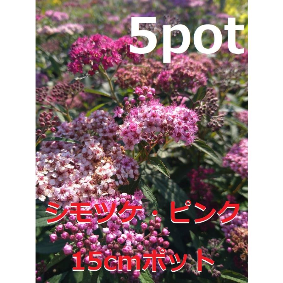 シモツケ ピンク 花 5ポットセット 下野 ピンクのお花 桃花下野 苗 Simotuke P5 Get Plants 通販 Yahoo ショッピング