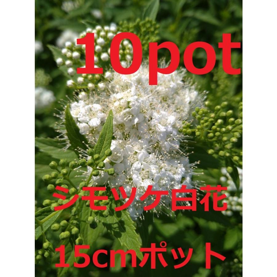 シモツケ　白花　10ポットセット　下野　純白の白いお花　白花下野　苗 | 