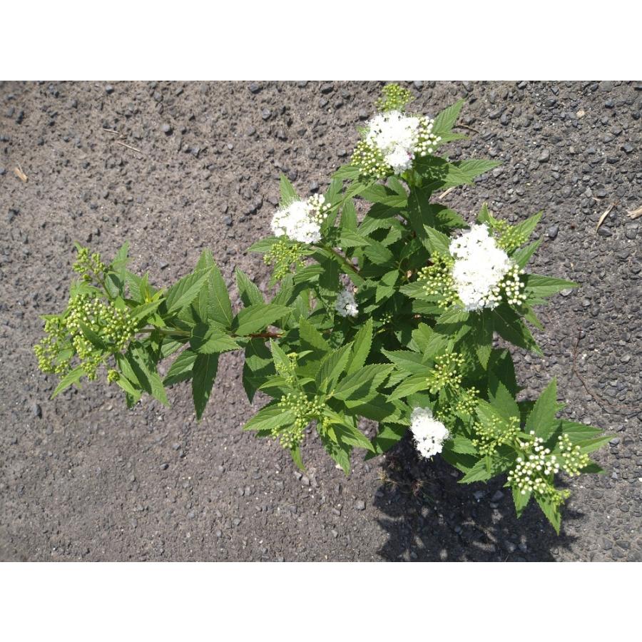 シモツケ　白花　10ポットセット　下野　純白の白いお花　白花下野　苗 |  | 01