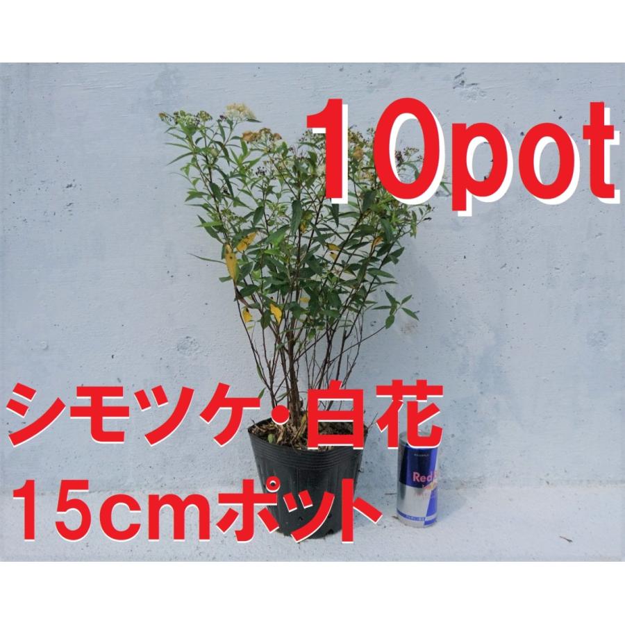 シモツケ　白花　10ポットセット　下野　純白の白いお花　白花下野　苗 |  | 02
