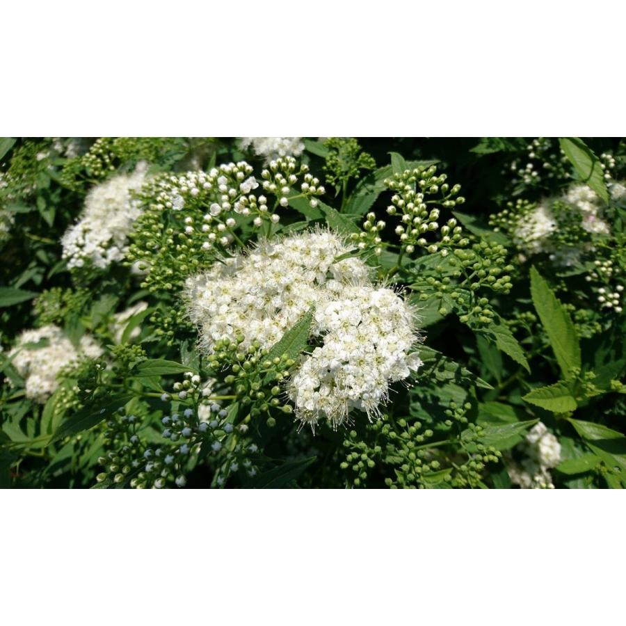 シモツケ　白花　10ポットセット　下野　純白の白いお花　白花下野　苗 |  | 03