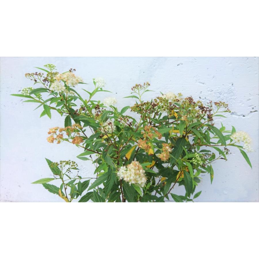 シモツケ　白花　10ポットセット　下野　純白の白いお花　白花下野　苗 |  | 04