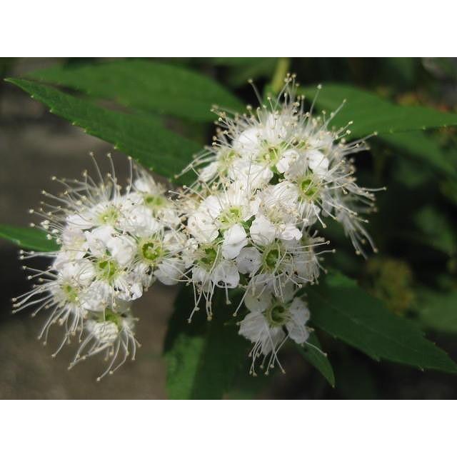 シモツケ　白花　10ポットセット　下野　純白の白いお花　白花下野　苗 |  | 05