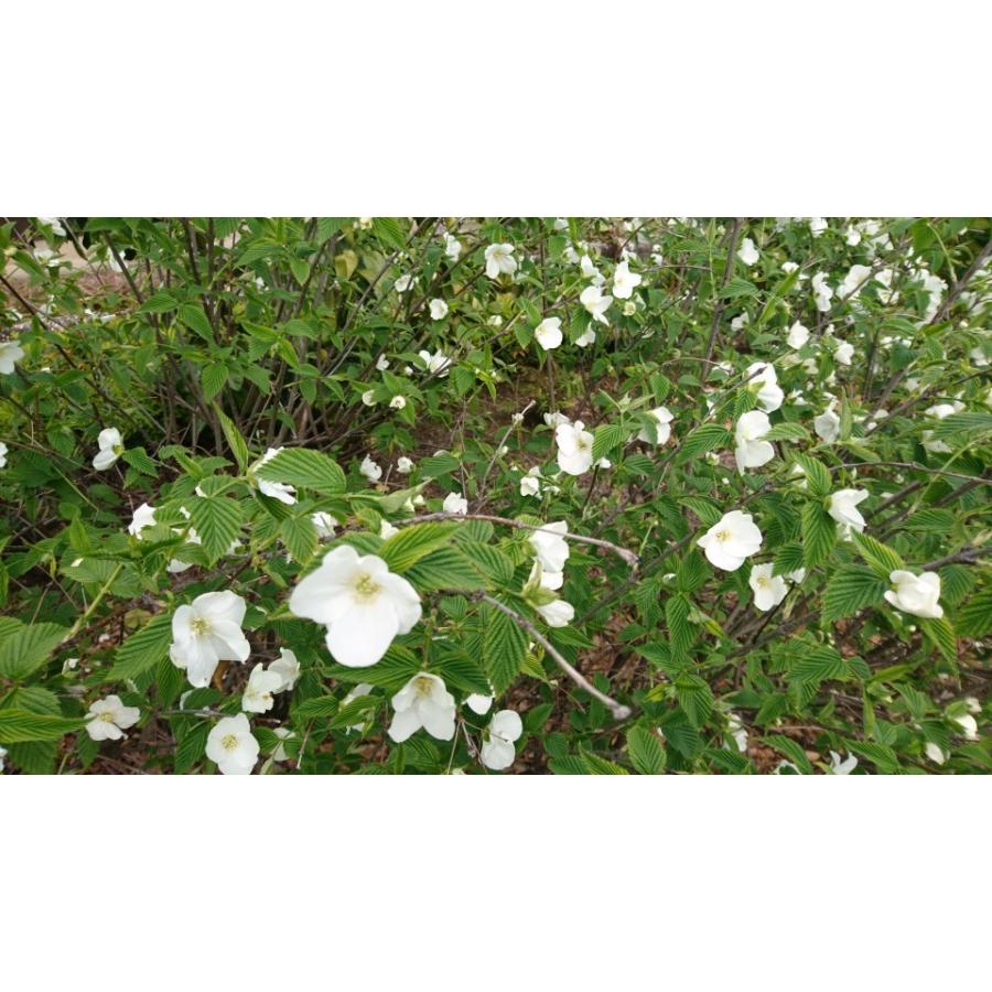 シロヤマブキ 白山吹 1ポット シロヤマブキ属 純白の花が美しい 茶花に