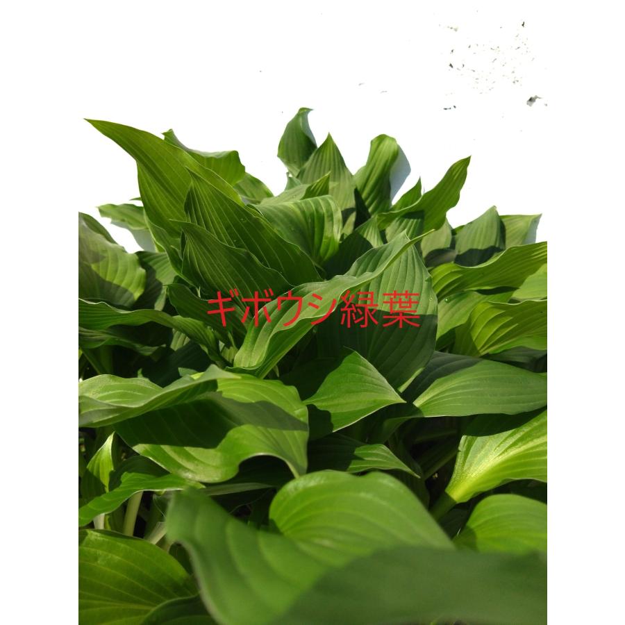 玉竜 タマリュウ たまりゅう 30ポットセット +選べる苗木付き 緑 玉竜 タマリュウ たまりゅう 30ポットセット +選べる苗木付き 緑