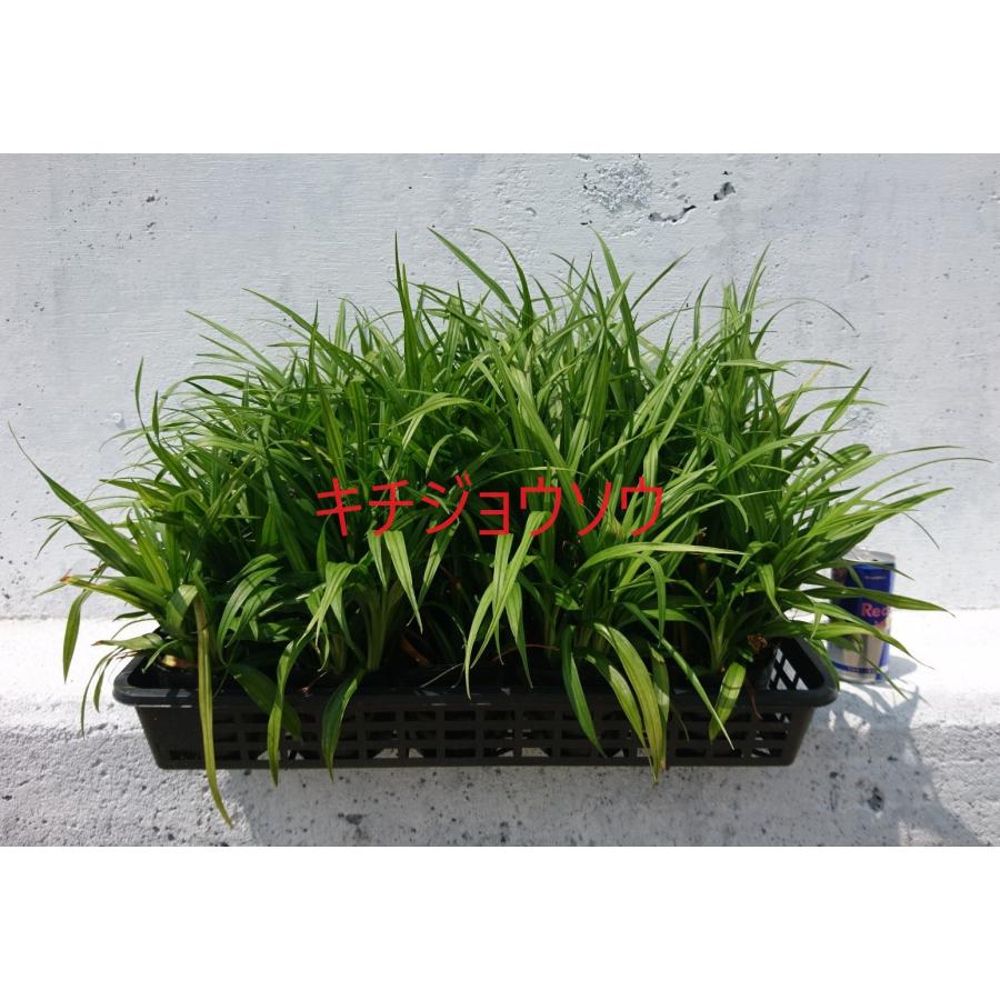 たまりゅう  玉竜 タマリュウ たまりゅう 70ポットセット +選べる苗木付き 緑