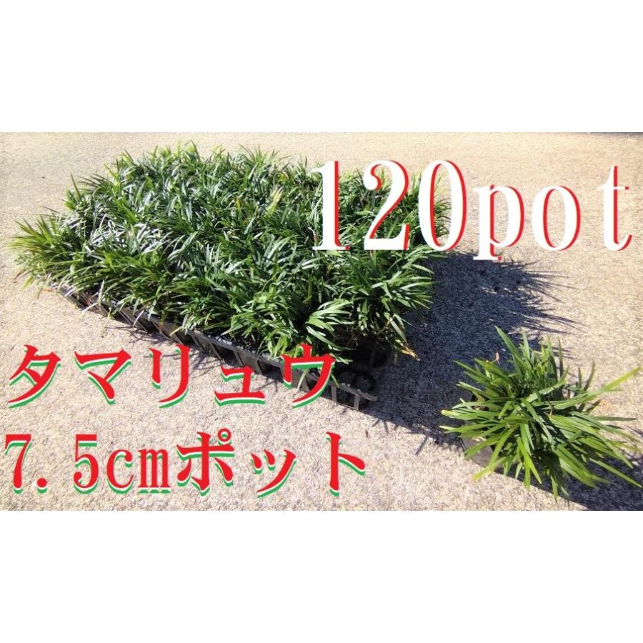 玉竜 タマリュウ たまりゅう 120ポットセット 緑の絨毯 病害虫が少なく