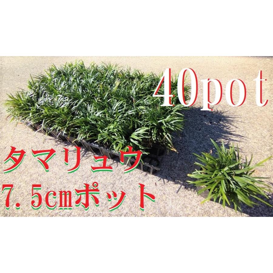 玉竜 タマリュウ たまりゅう 40ポットセット 緑の絨毯 病害虫が少なく