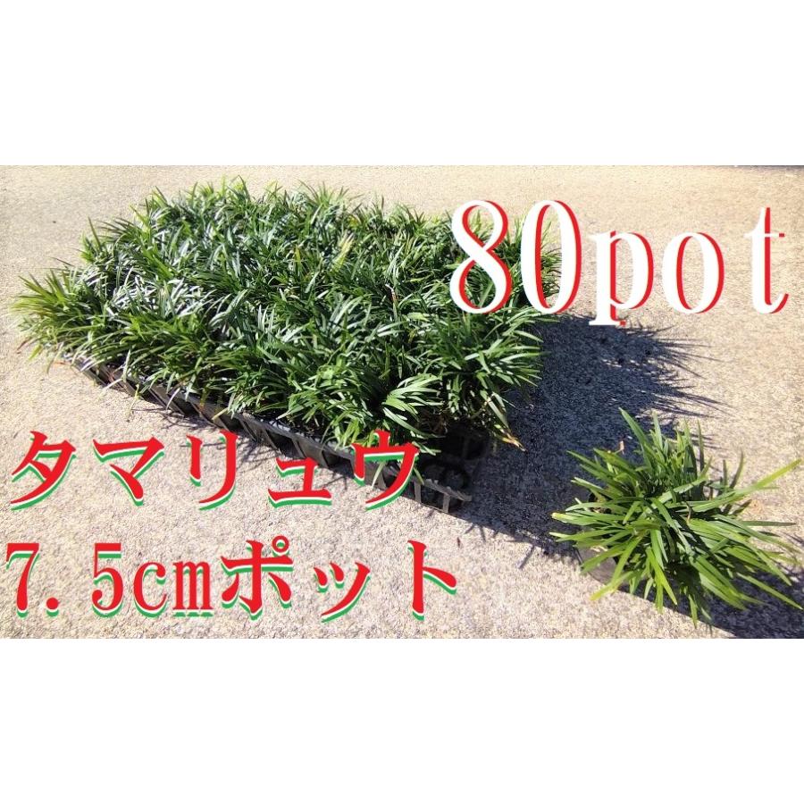 最安値タマリュウ80ポットセット 楽天市場】カグヤリュウ(かぐや竜)80ポット(40ポット2