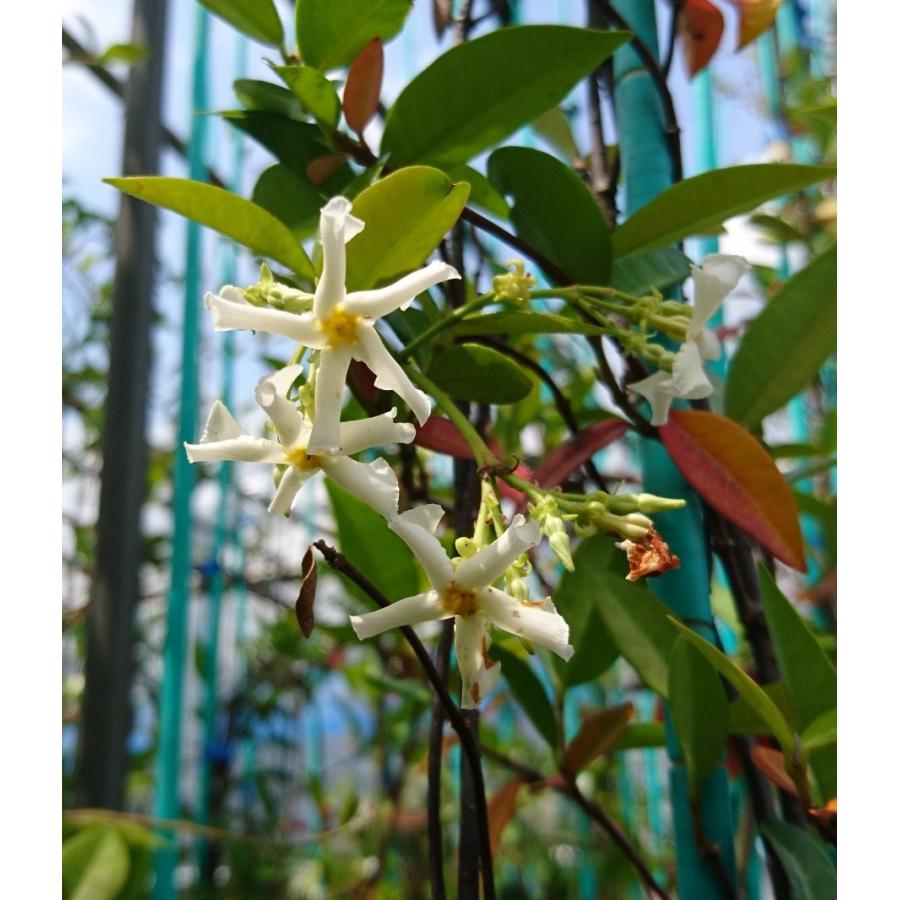 テイカカズラ 鉢底より長さ150 0ｃｍ 苗木 つる性植物 長尺物 トレリス フェンス アーチ パーゴラ 支柱に絡ませよう Teika Long Get Plants 通販 Yahoo ショッピング