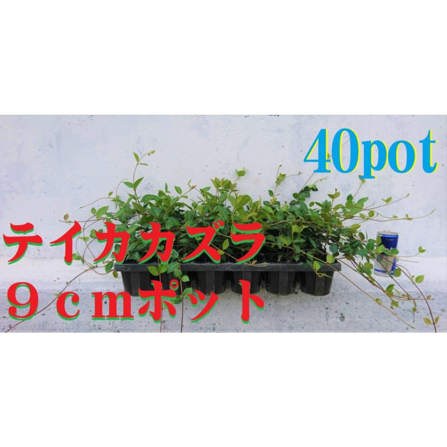 熱販売 テイカカズラ 40ポットセット 9ｃｍpot 長さ30ｃｍ前後 苗 つる性植物 長尺物 トレリス フェンス アーチ パーゴラ 支柱に絡ませよう