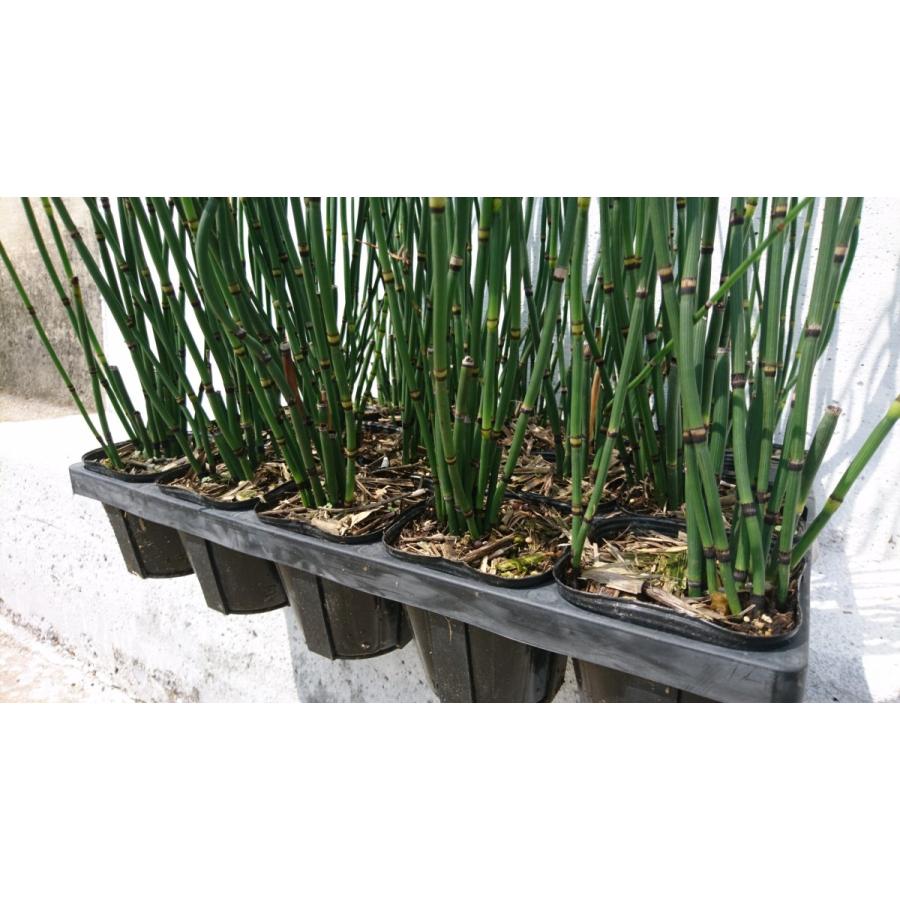 トクサ 1ポット 10 5ｃｍポット 木賊 和風庭園 強健で育てやすい ビオトープ 水生植物 砥草 山野草 寄せ植え 苗 Tokusa1 Get Plants 通販 Yahoo ショッピング