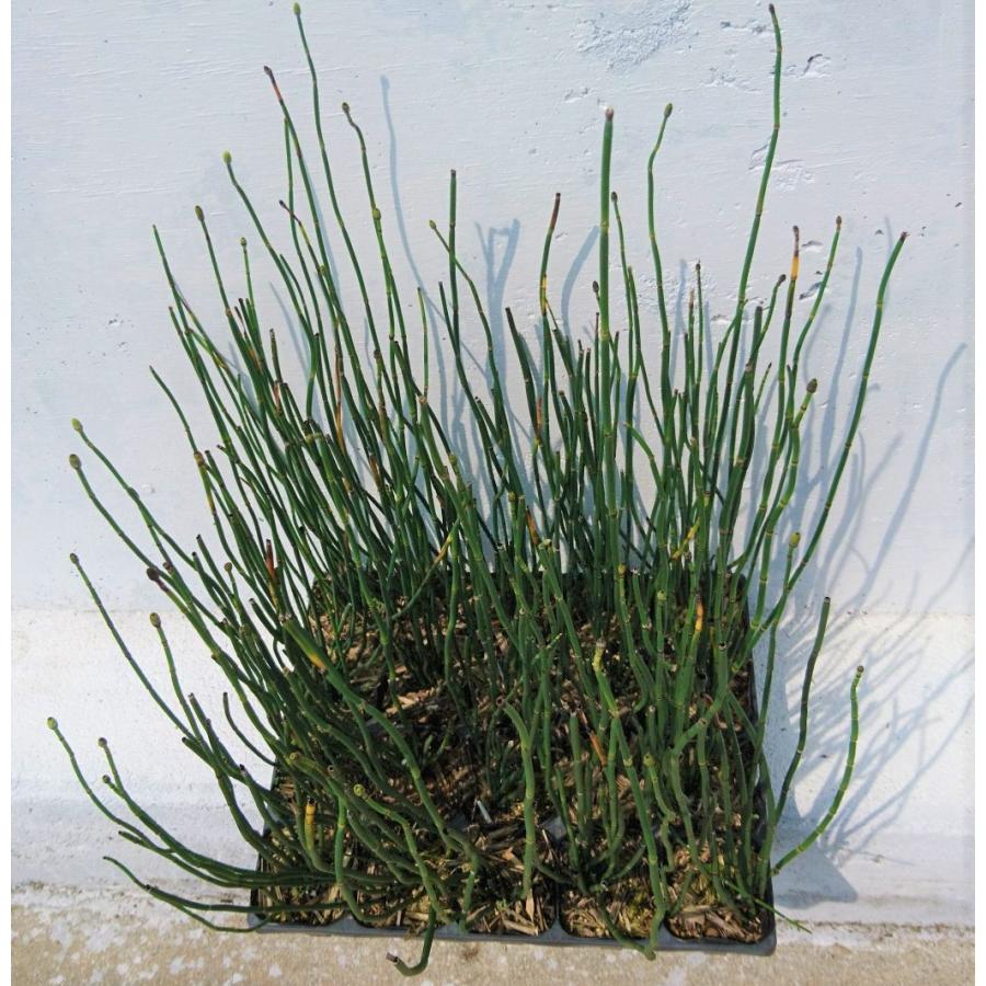 トクサ ポットセット 10 5ｃｍポット 木賊 和風庭園 強健で育てやすい ビオトープ 水生植物 砥草 山野草 寄せ植え 苗 Tokusa Get Plants 通販 Yahoo ショッピング