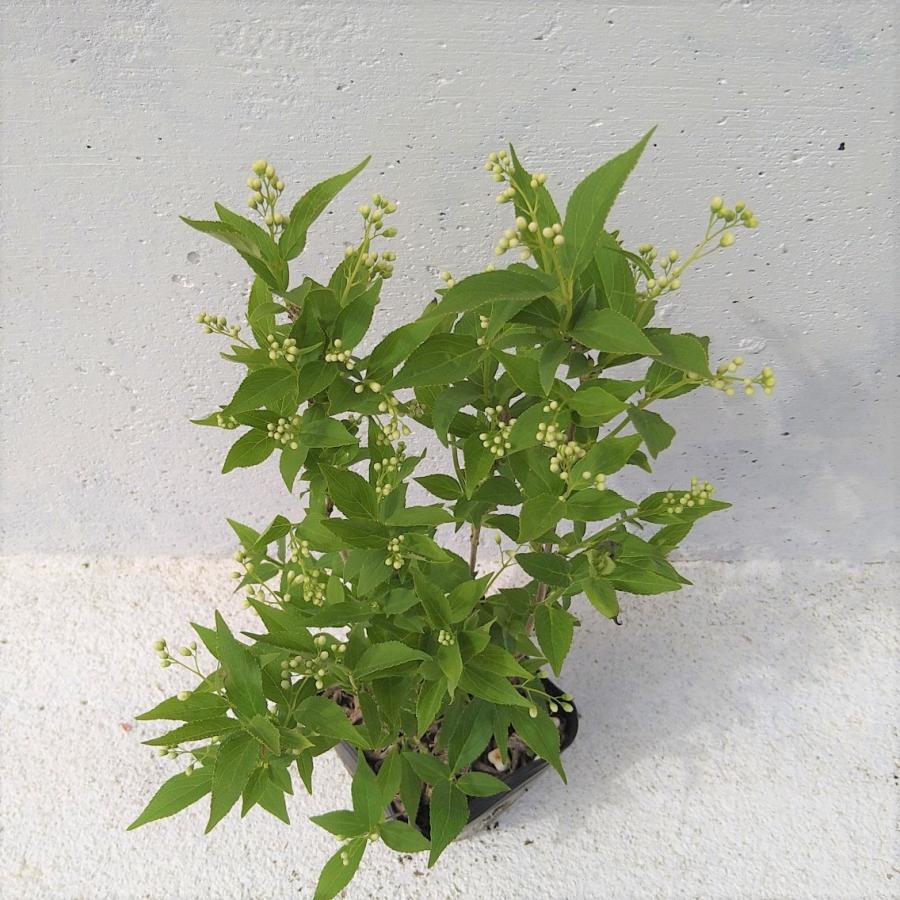ウノハナウツギ 1ポット 卯の花空木 白い純白の花 苗 レビューを書いて特典get Unohana1 Get Plants 通販 Yahoo ショッピング