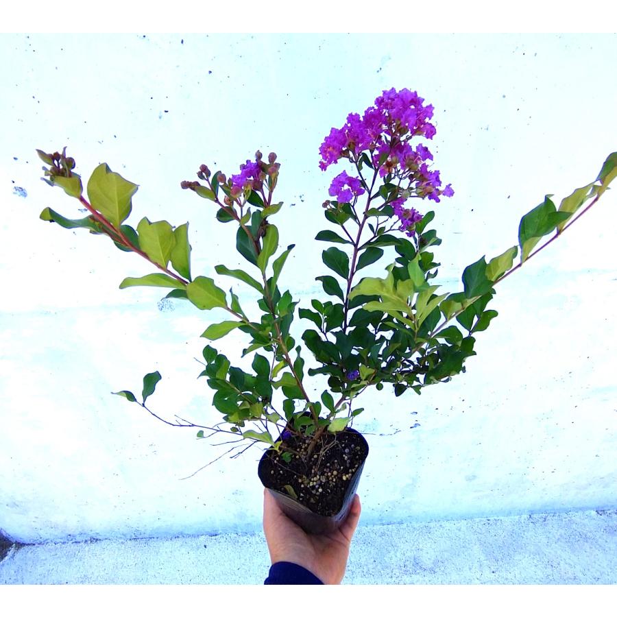 ワイセイ　サルスベリ　紫花　5ポット　成長が遅く毎年花が咲く　矮性百日紅　一才サルスベリ　苗｜keiaien｜03