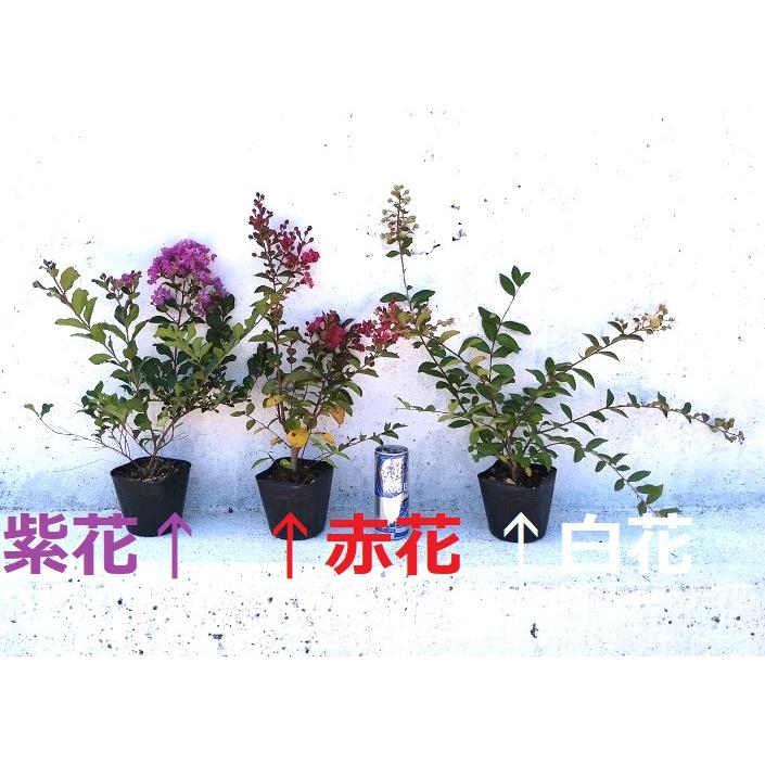 ワイセイ　サルスベリ　紫花　5ポット　成長が遅く毎年花が咲く　矮性百日紅　一才サルスベリ　苗｜keiaien｜05