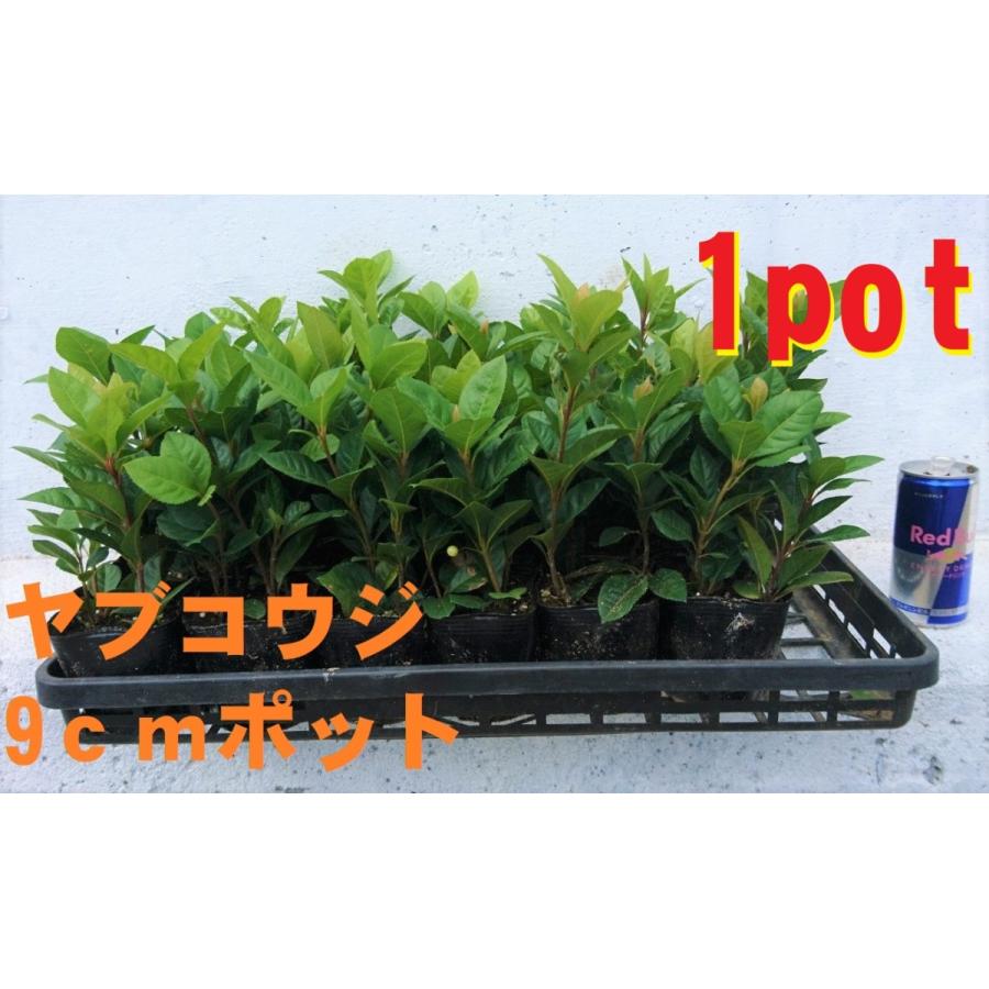 ヤブコウジ 1ポット 薮柑子 十両 お正月の寄せ植えに 赤い実がかわいい