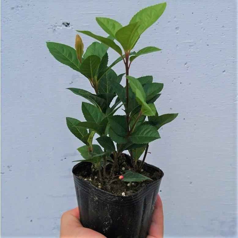 ヤブコウジ 1ポット 薮柑子 十両 お正月の寄せ植えに 赤い実がかわいい