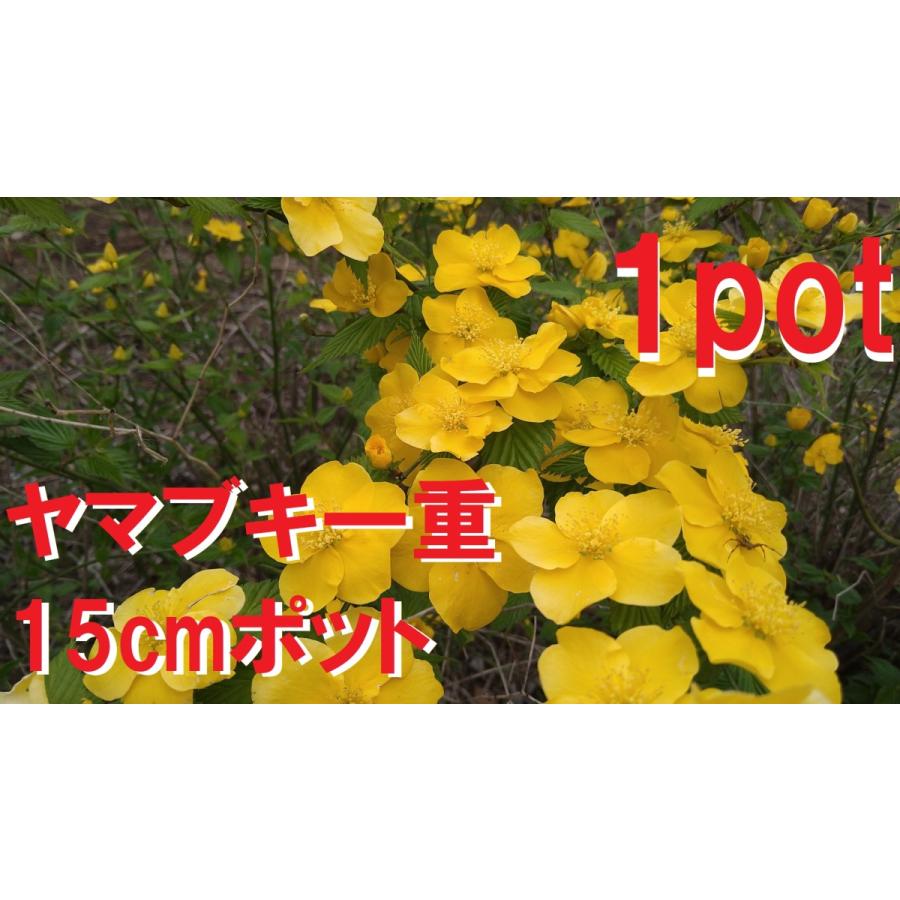 ヤマブキ　一重　１ポット　山吹　黄花　ヒトエヤマブキ　ヤマブキヒトエ　苗｜keiaien