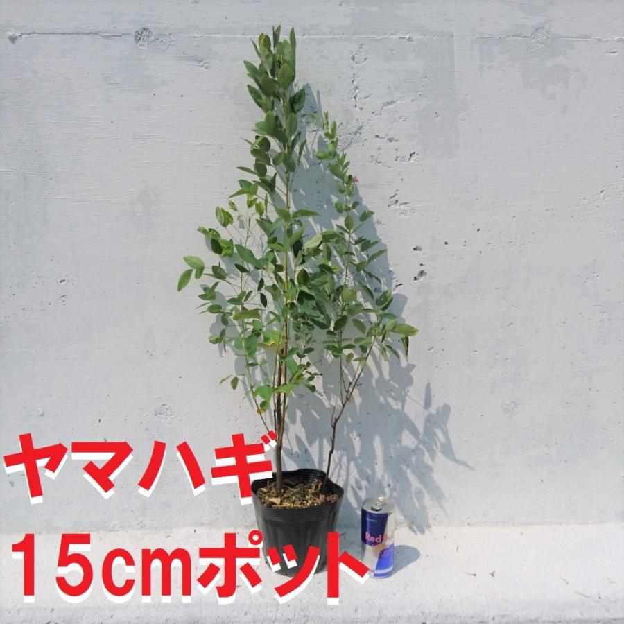 ヤマハギ 山萩 1ポット 大きな鉢 15cmポット ハギ 萩 クローバーの
