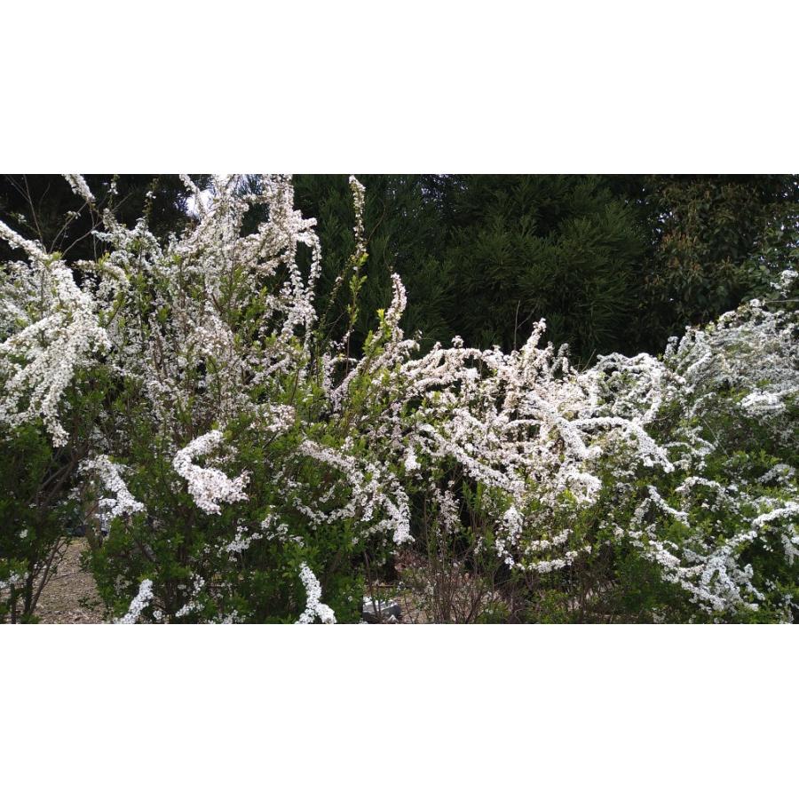 ユキヤナギ 1ポット 白花 15ｃｍポット 雪柳 落葉樹 苗 バラ科 シモツケ属 枝垂れるように咲く Yukiyanagi Get Plants 通販 Yahoo ショッピング