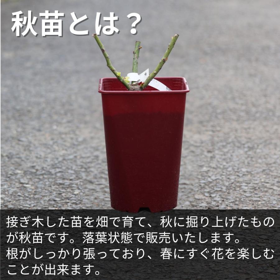 バラ [ シルフィシルフィ ] 秋苗 大苗 ピンク系 四季咲 京阪園芸 F&G