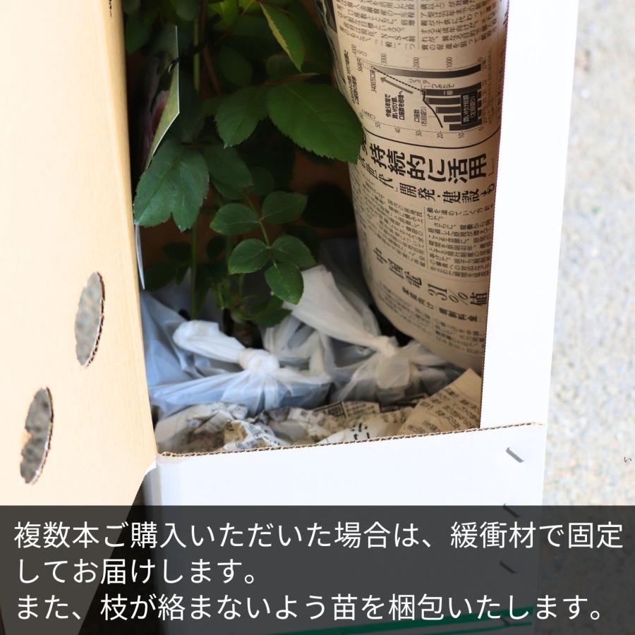 バラ [ シルフィシルフィ ] 秋苗 大苗 ピンク系 四季咲 京阪園芸 F&G