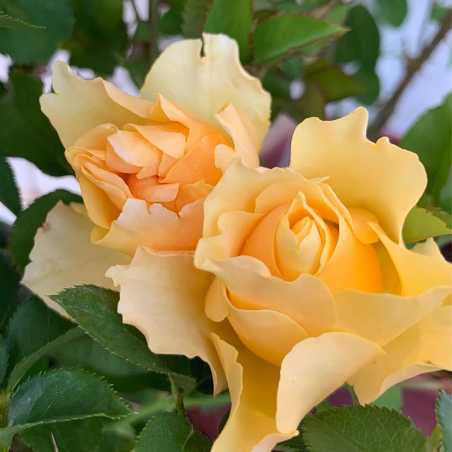 バラ カチューシャ 春苗 新苗 黄色系 四季咲 京阪園芸 F Gローズ ネオモダン バラ苗 薔薇 2108 京阪園芸 Paypayモール店 通販 Paypayモール