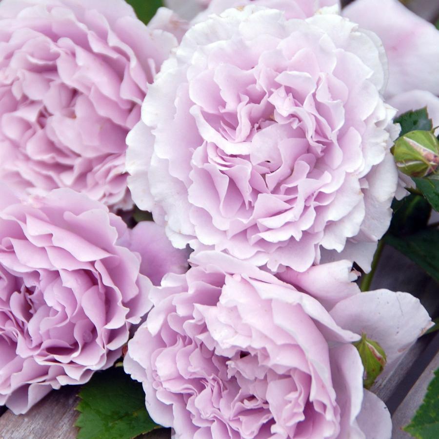 バラ [ リベルラ ] 秋苗 大苗 ピンク系 四季咲 (FL) 京阪園芸 F&G